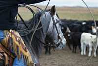 Cowboys and Ranching