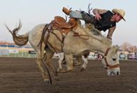Rodeos and Cowboys