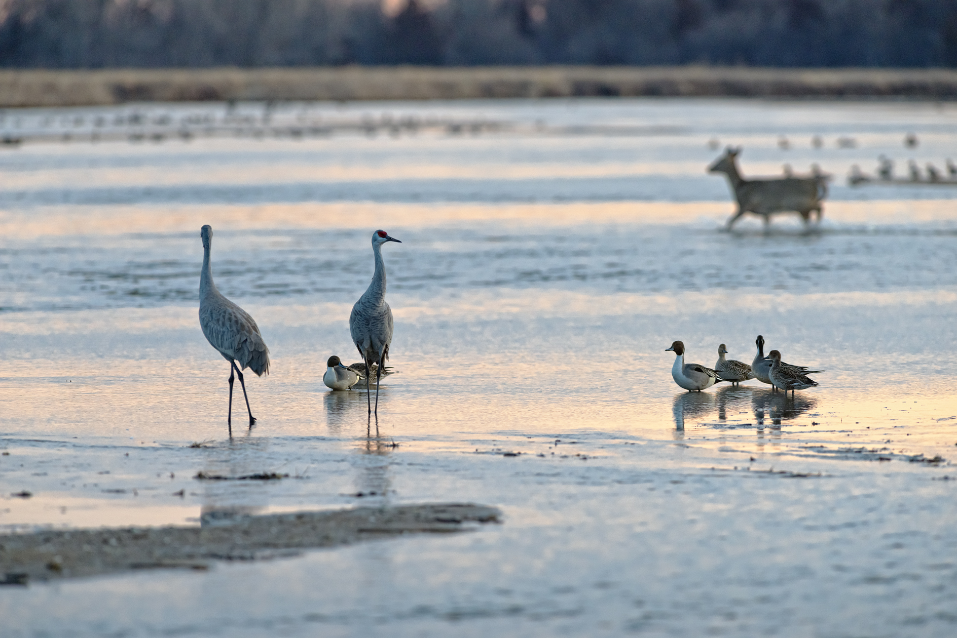 A Spring Morning on the River