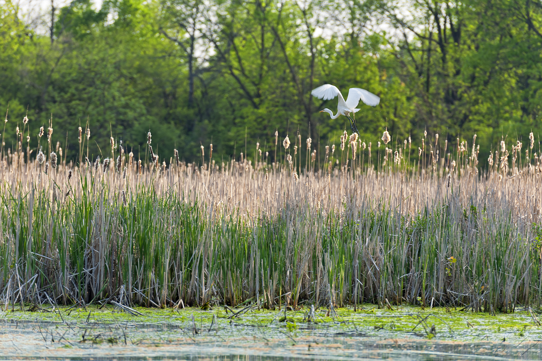 Afternoon Bullrushes