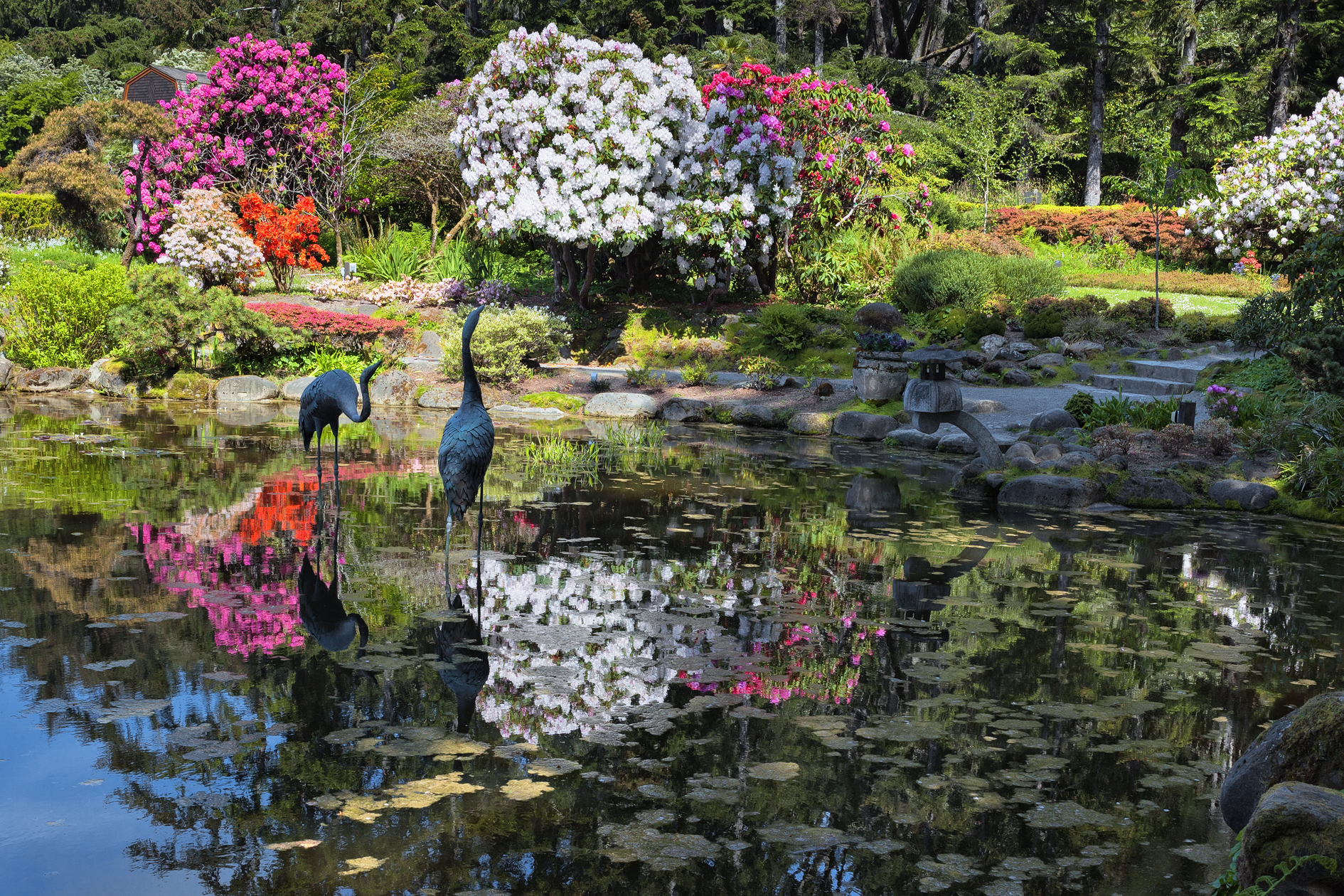 Afternoon Reflections