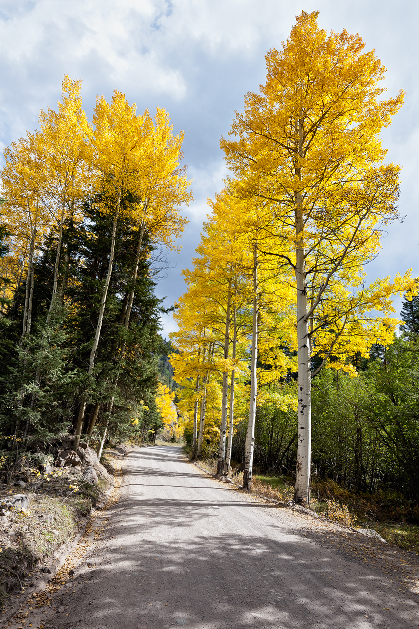 Along a Dappled Road