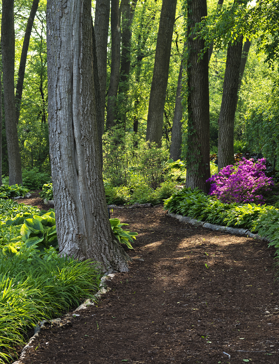 Along a Dappled Trail