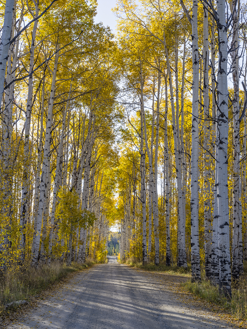 Along Aspen Alley