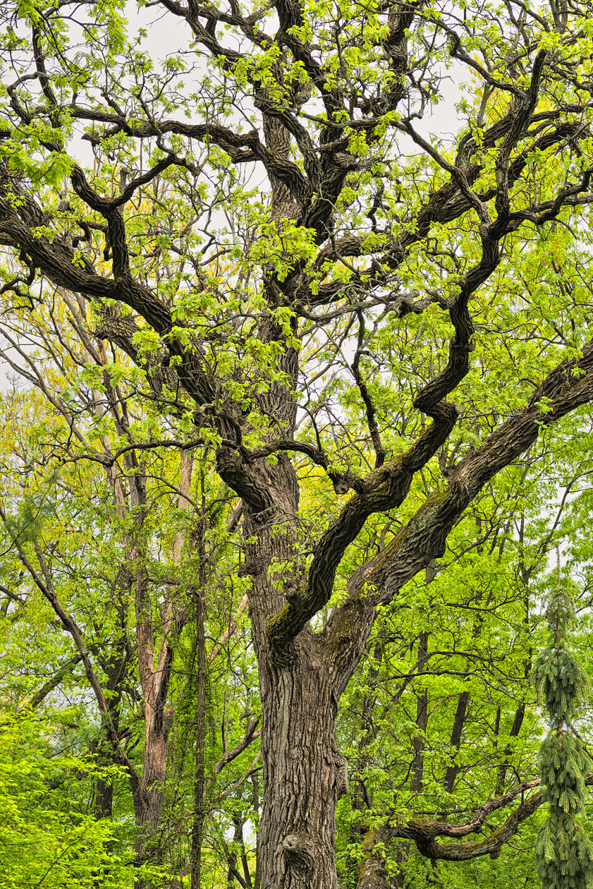 Along Oak Knoll Road