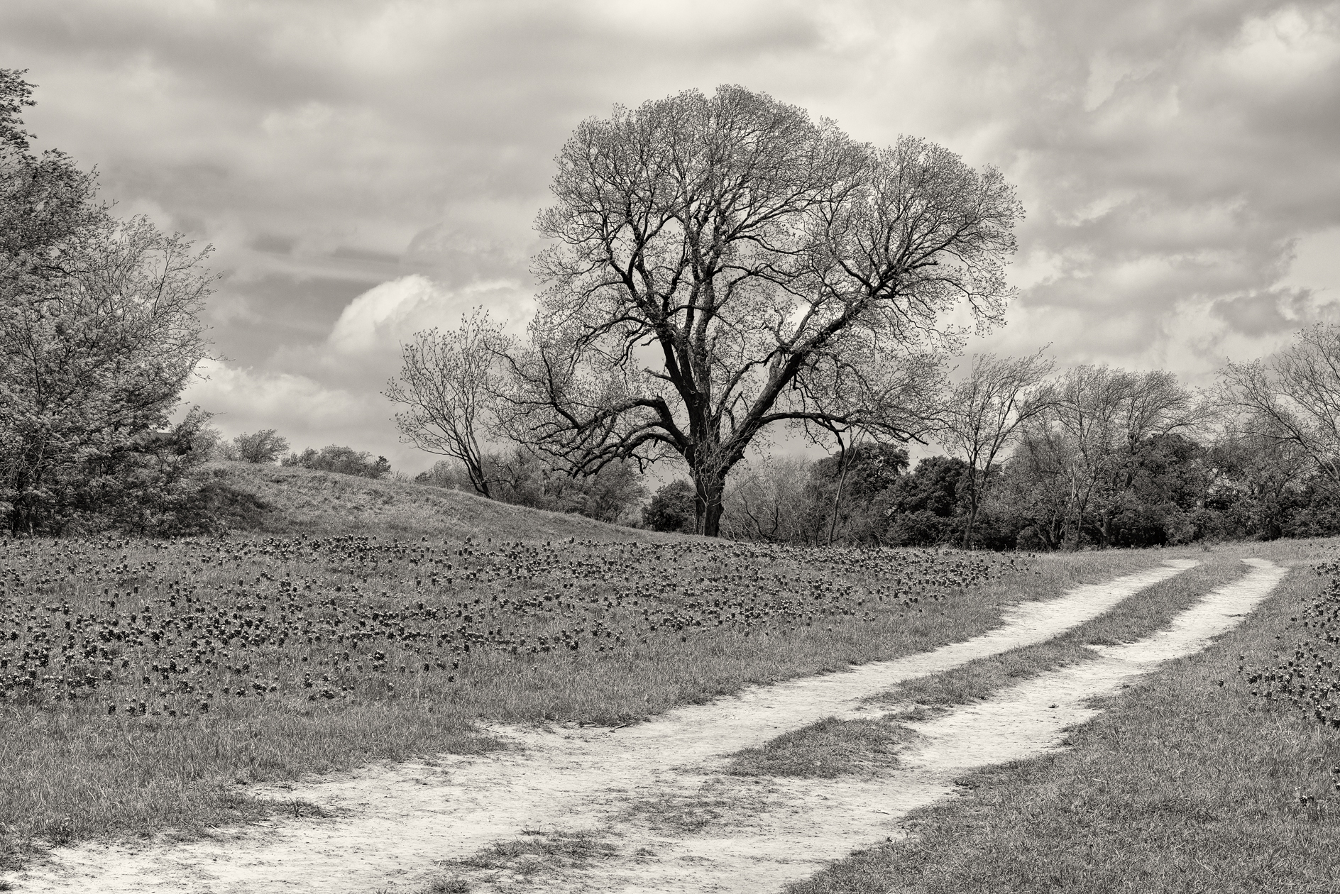 Along the Bluebonnet Trail