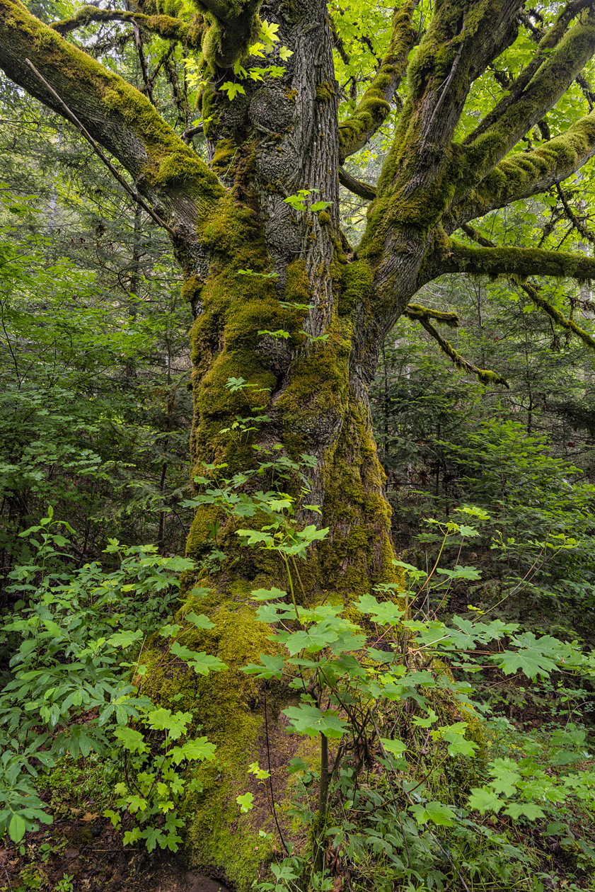 Along the Elwah River