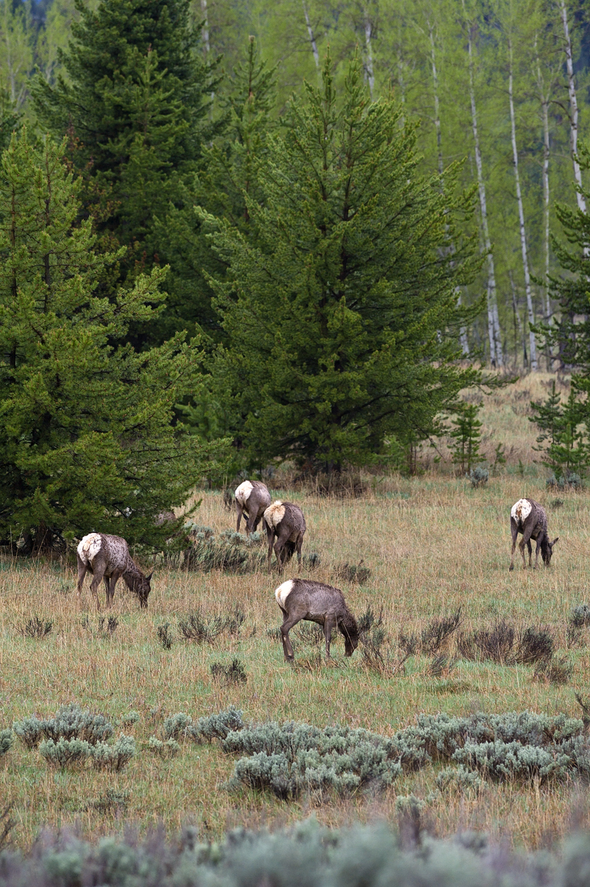 Along the Forest Edge