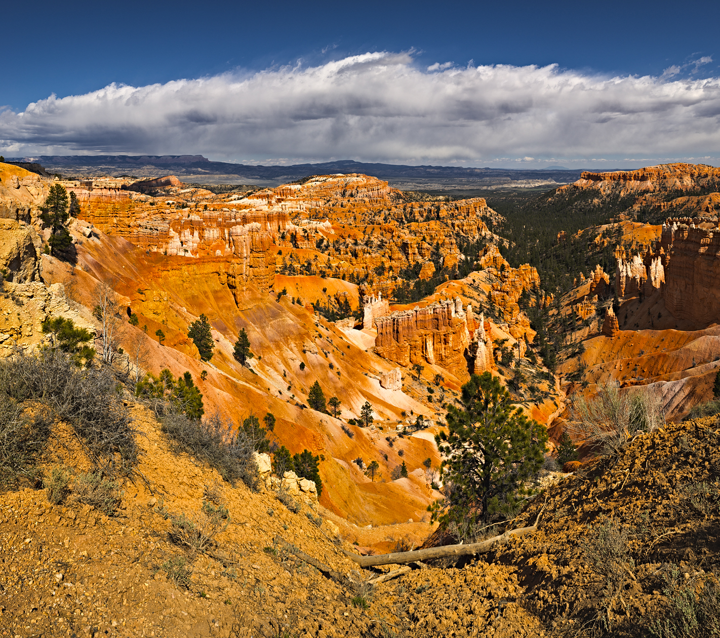 Along the Rim Trail