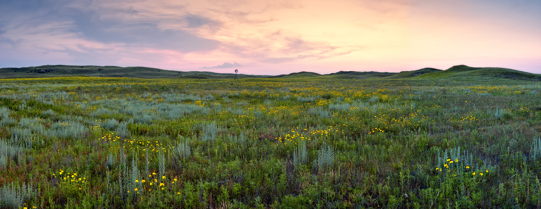 An Evening with the Wildflowers