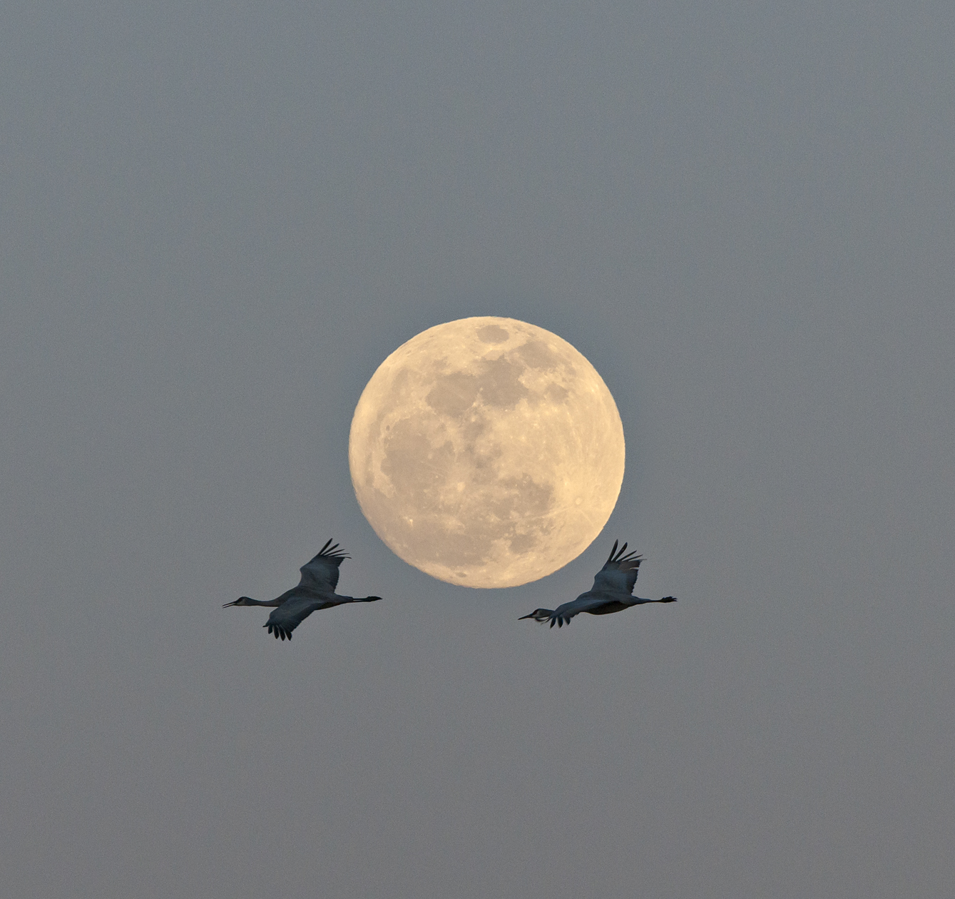 Ancient Companions II