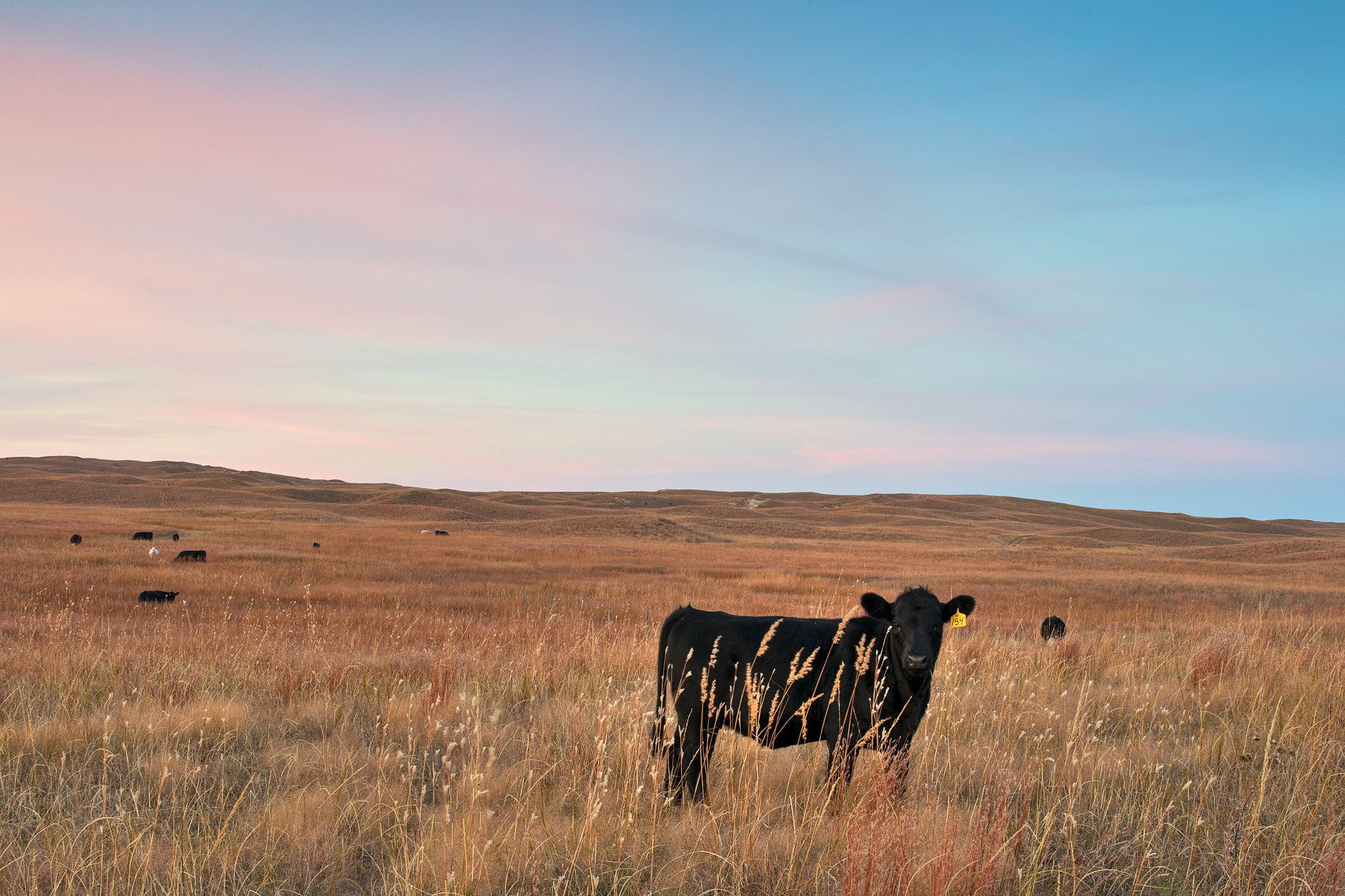 And the Sky is My Blanket