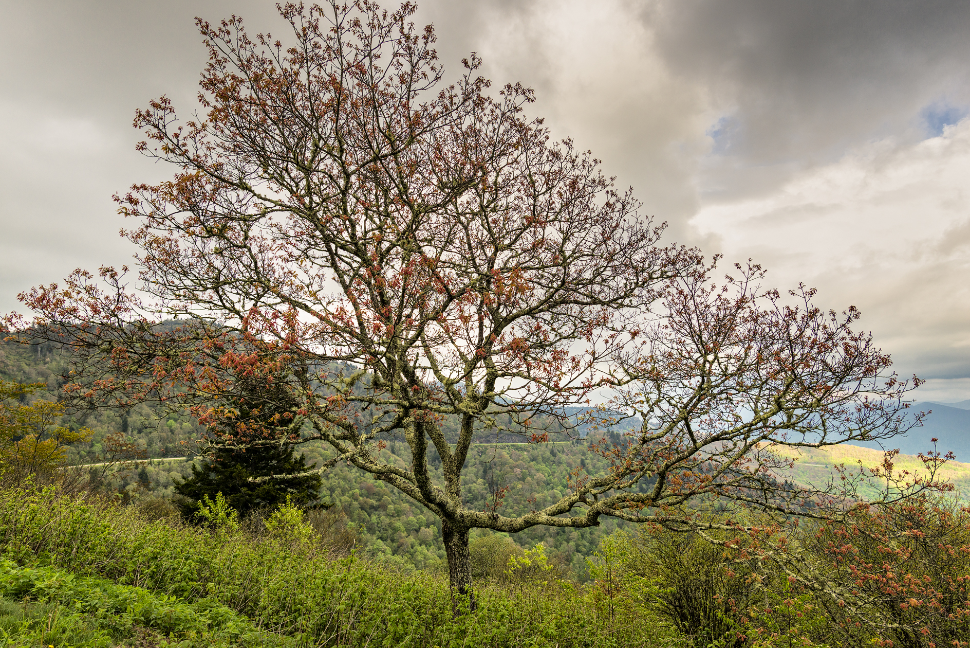 Appalachian Spring II