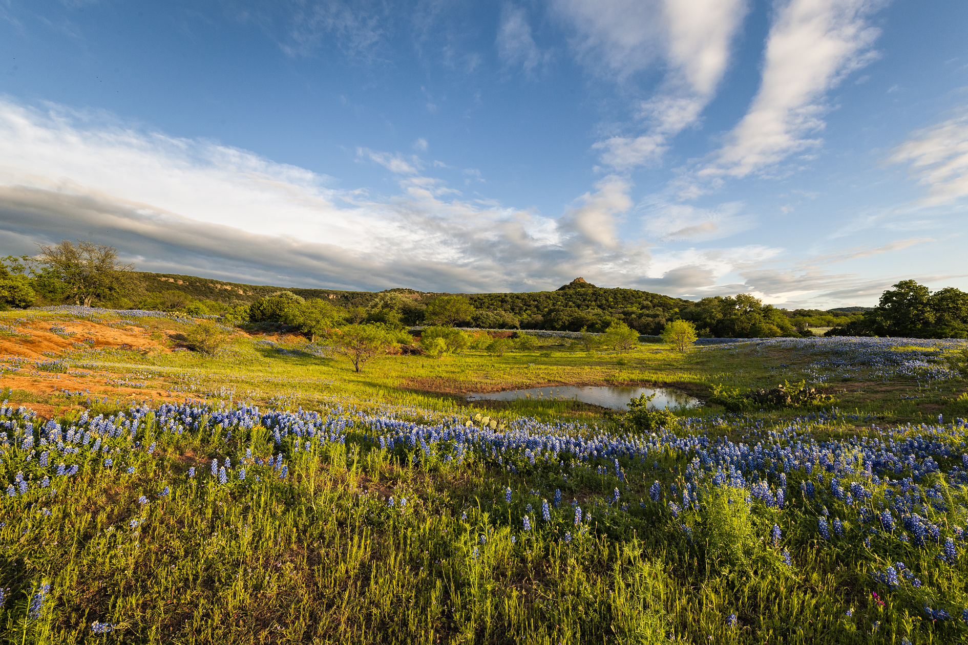 April in the Hill Country