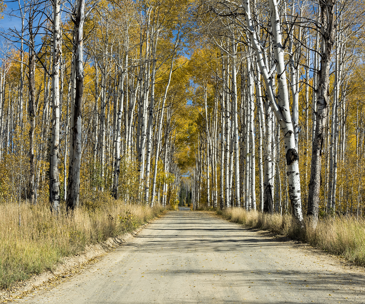 Aspen Alley Afternoon
