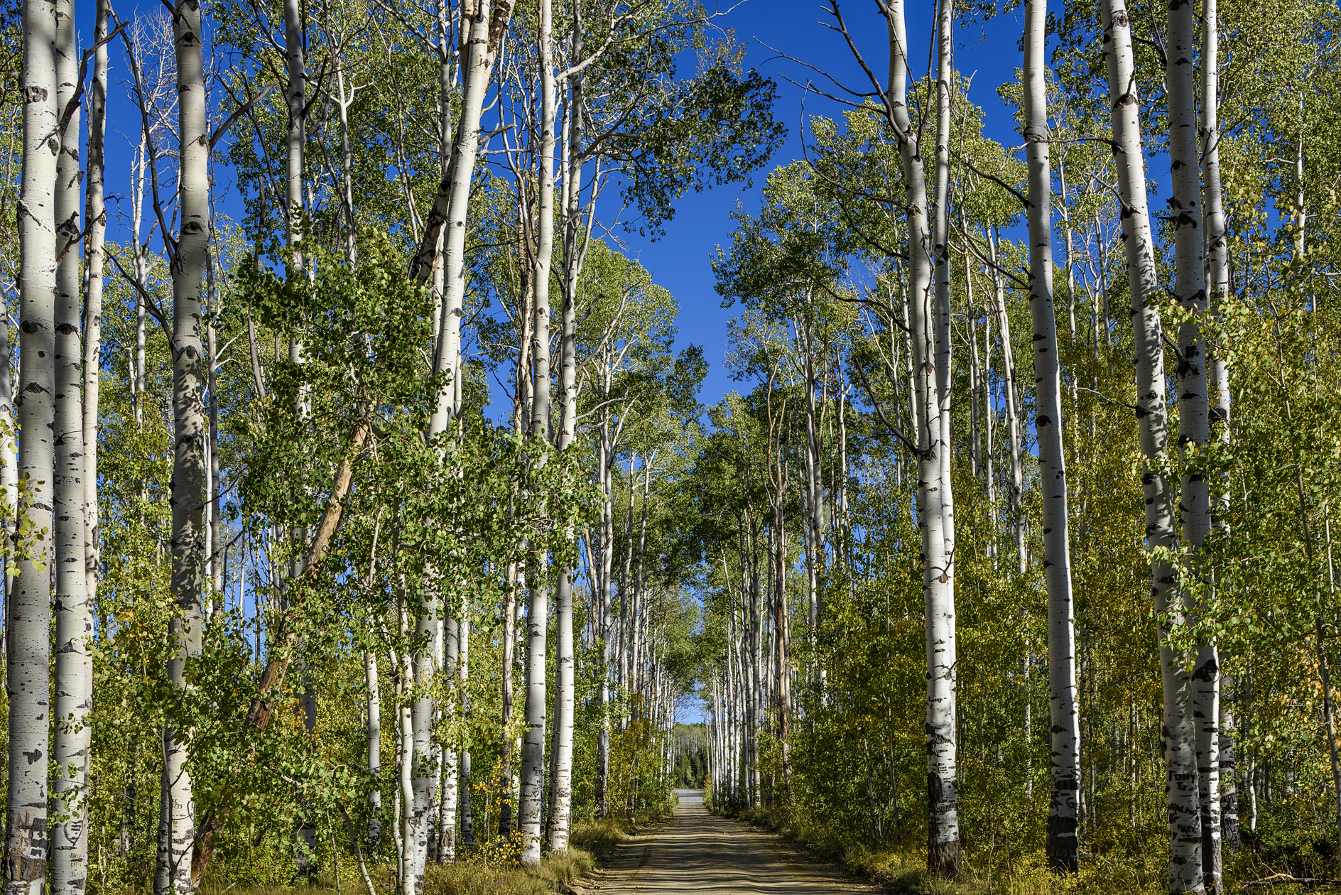 Aspen Alley Revisited
