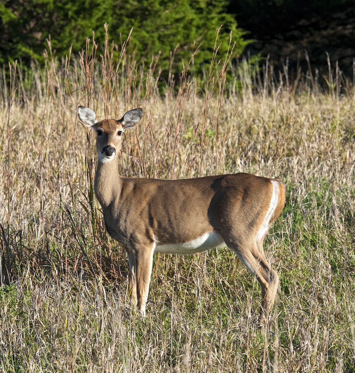 Assessing the Situation