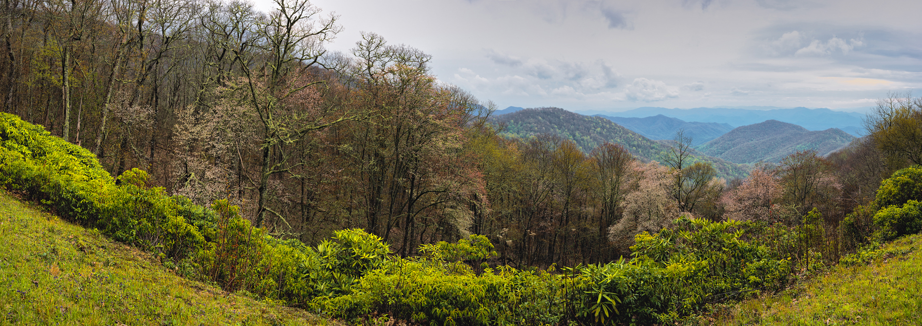 At the Edge of the Forest