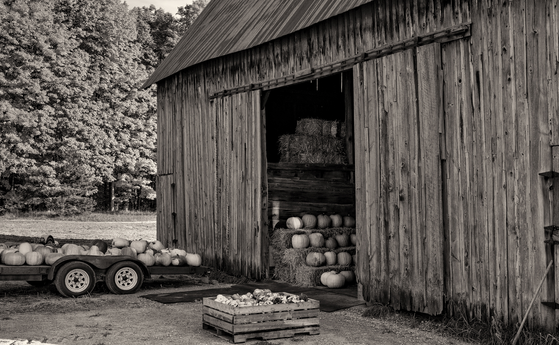 At the Lashbrook Farm