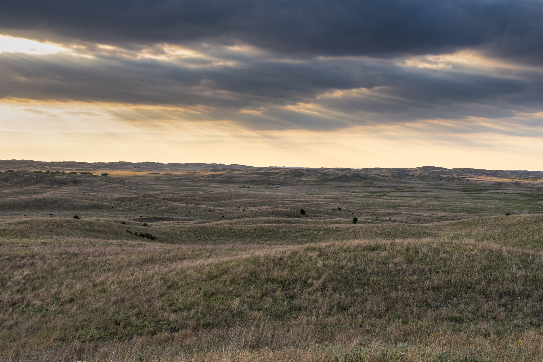 August in the Sandhills III