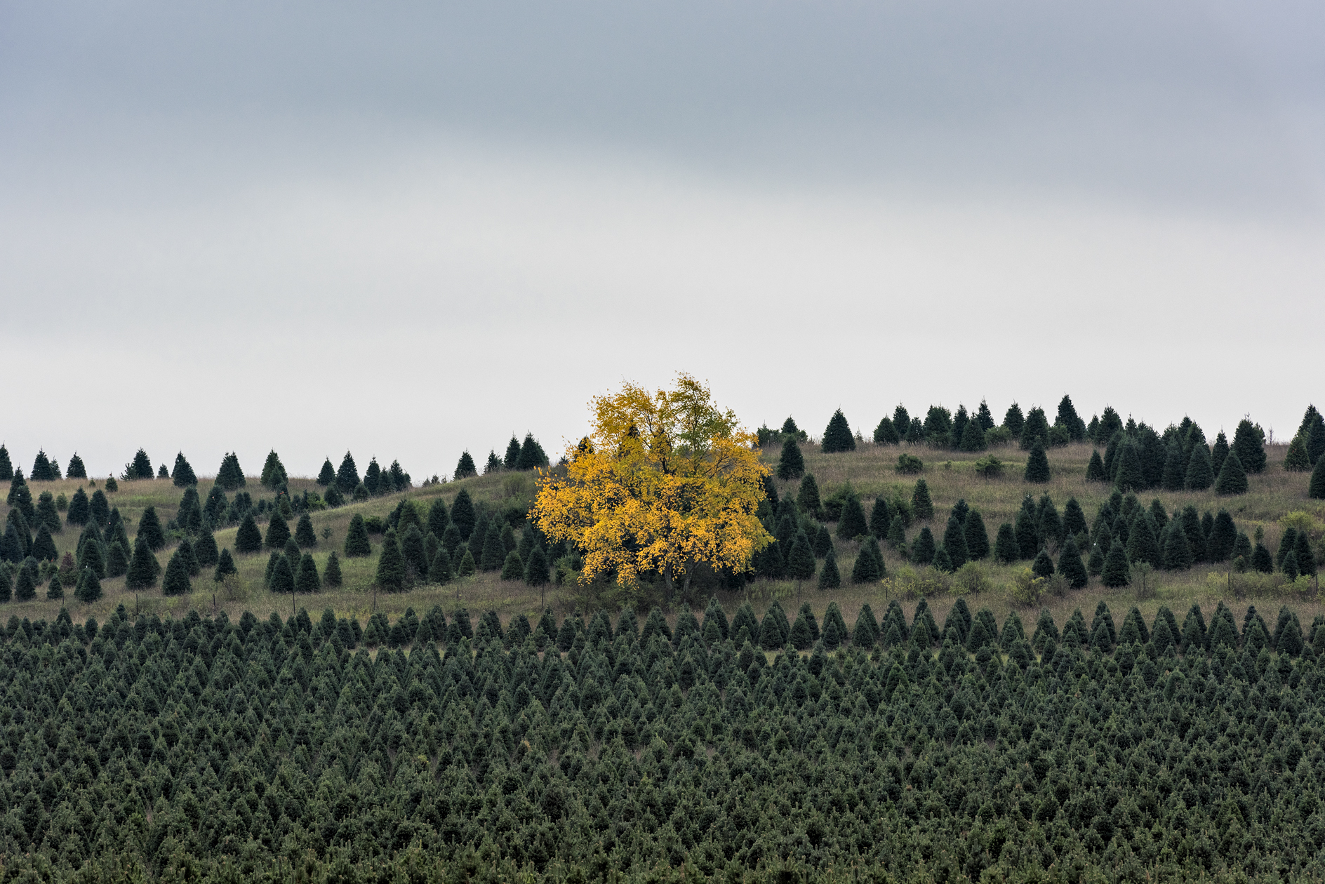 Autumn at the Tree Farm