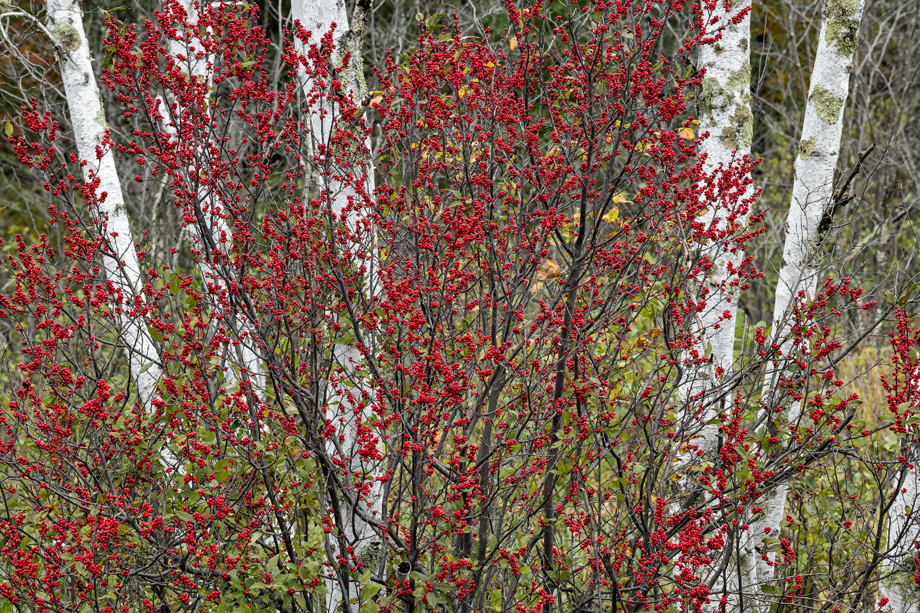 Autumn Berries