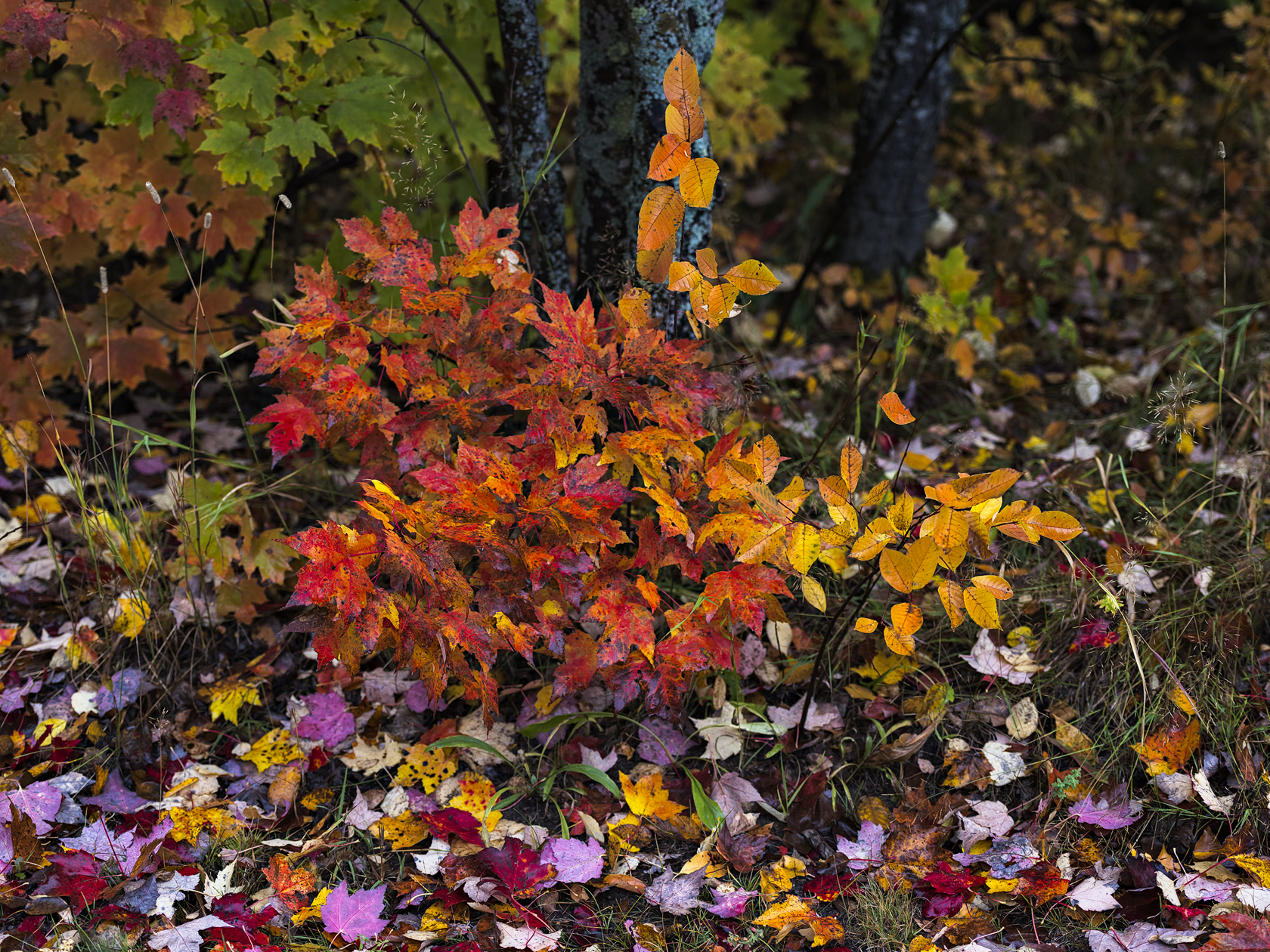 Autumn Confetti
