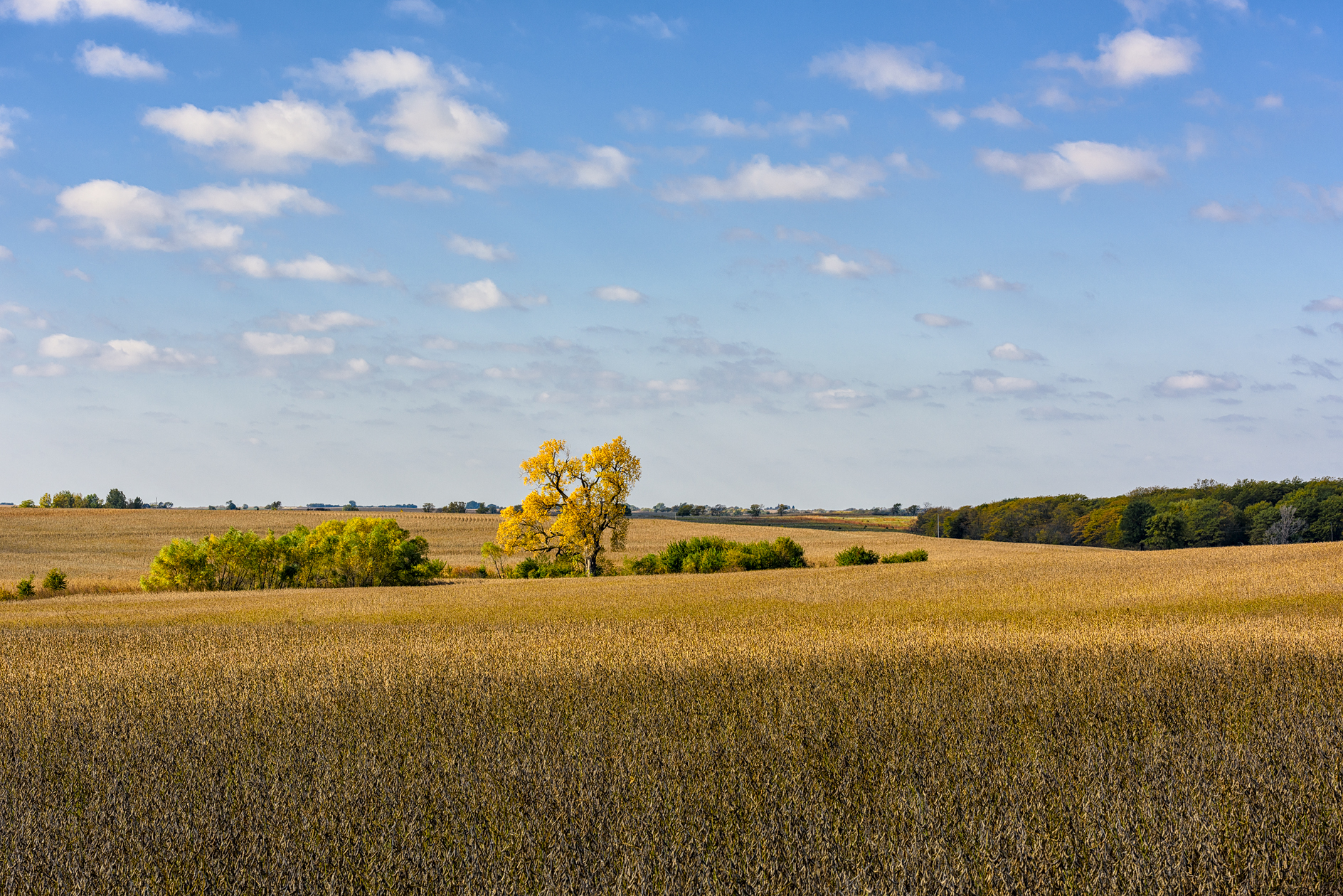 Autumn in the Beanfield