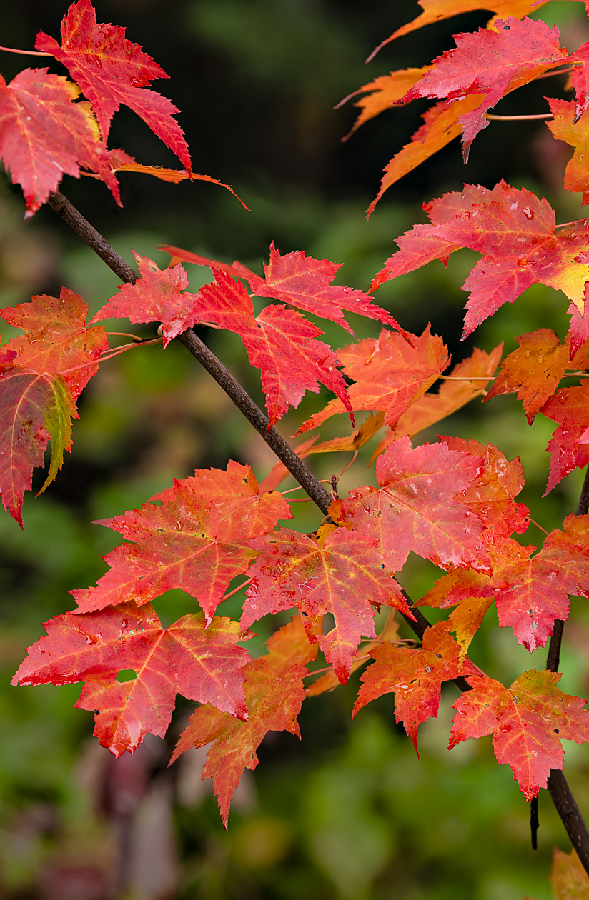 Autumn in the UP III