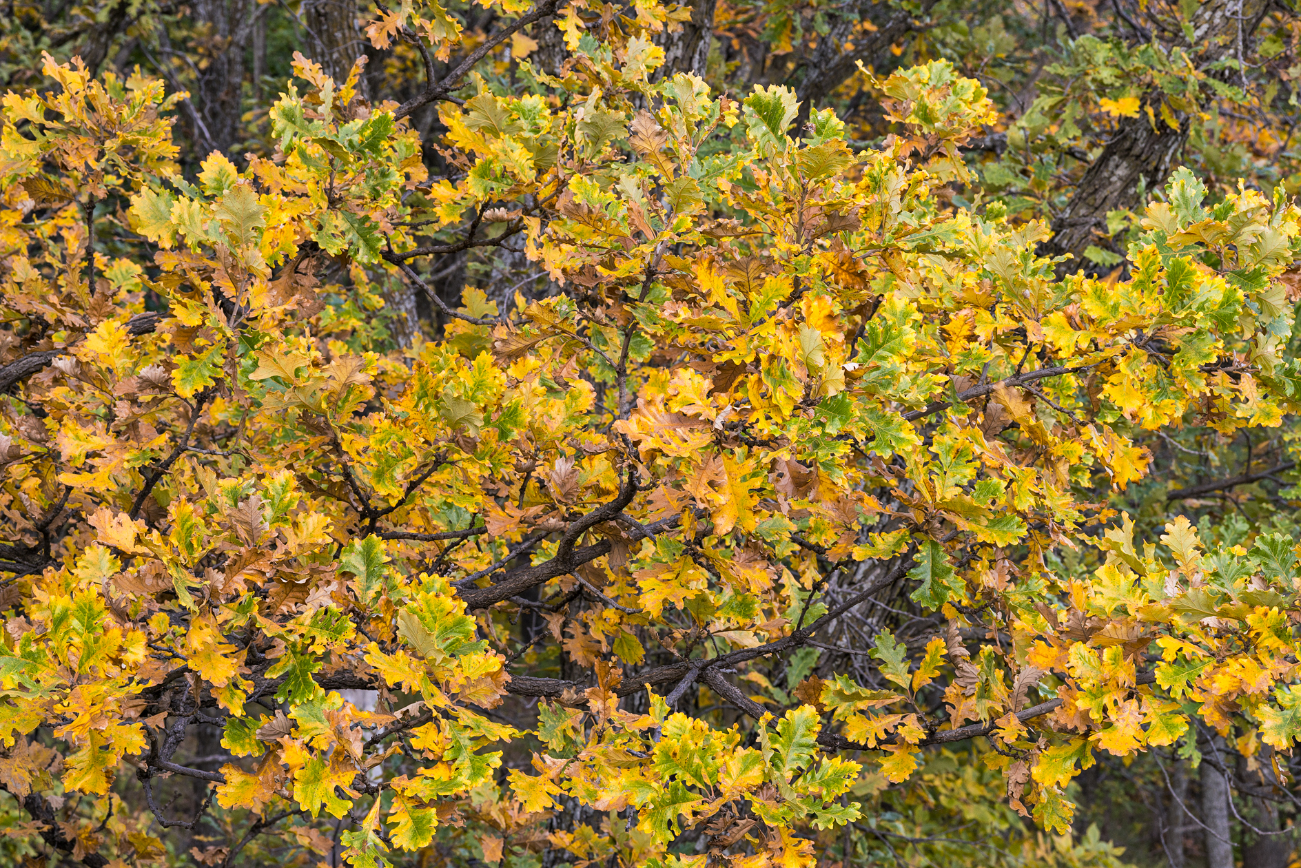 Autumn Oak