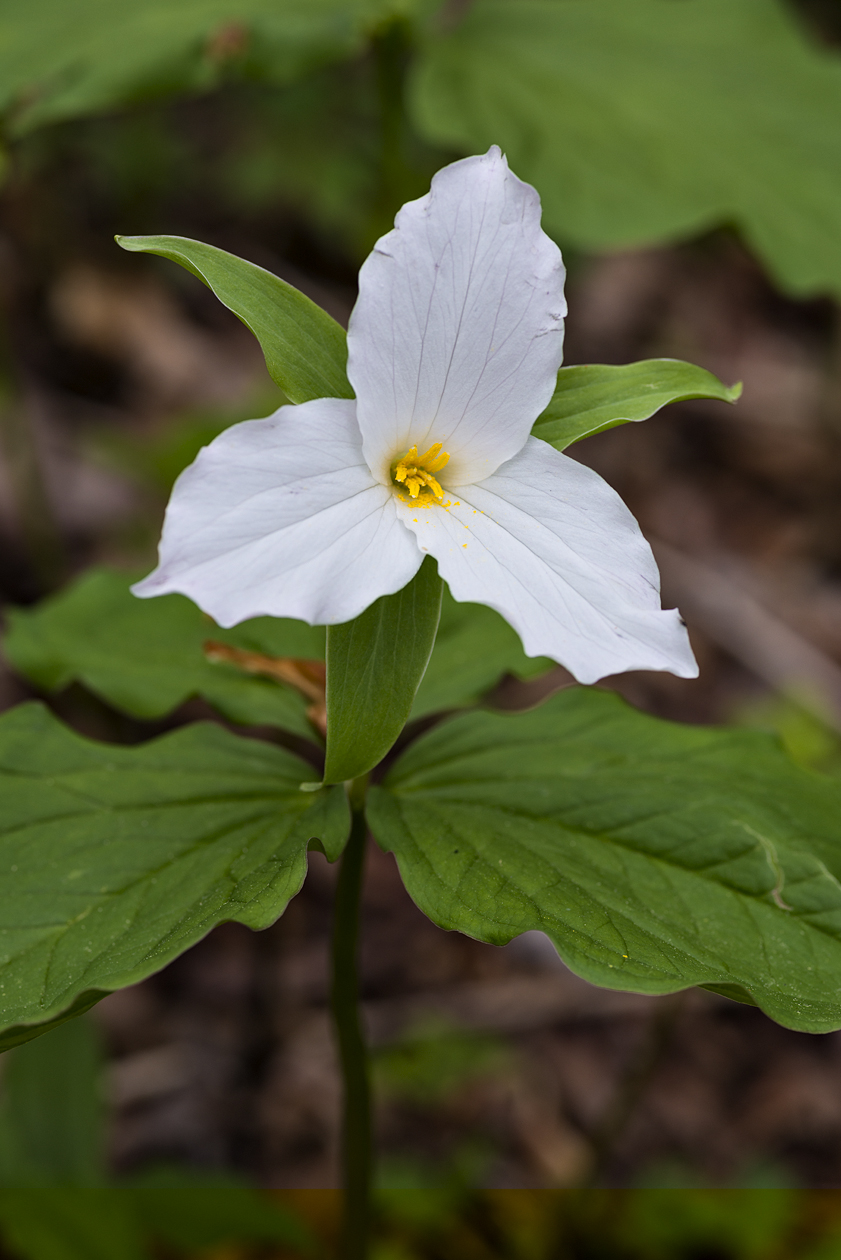 Balsam Mountain Beauty
