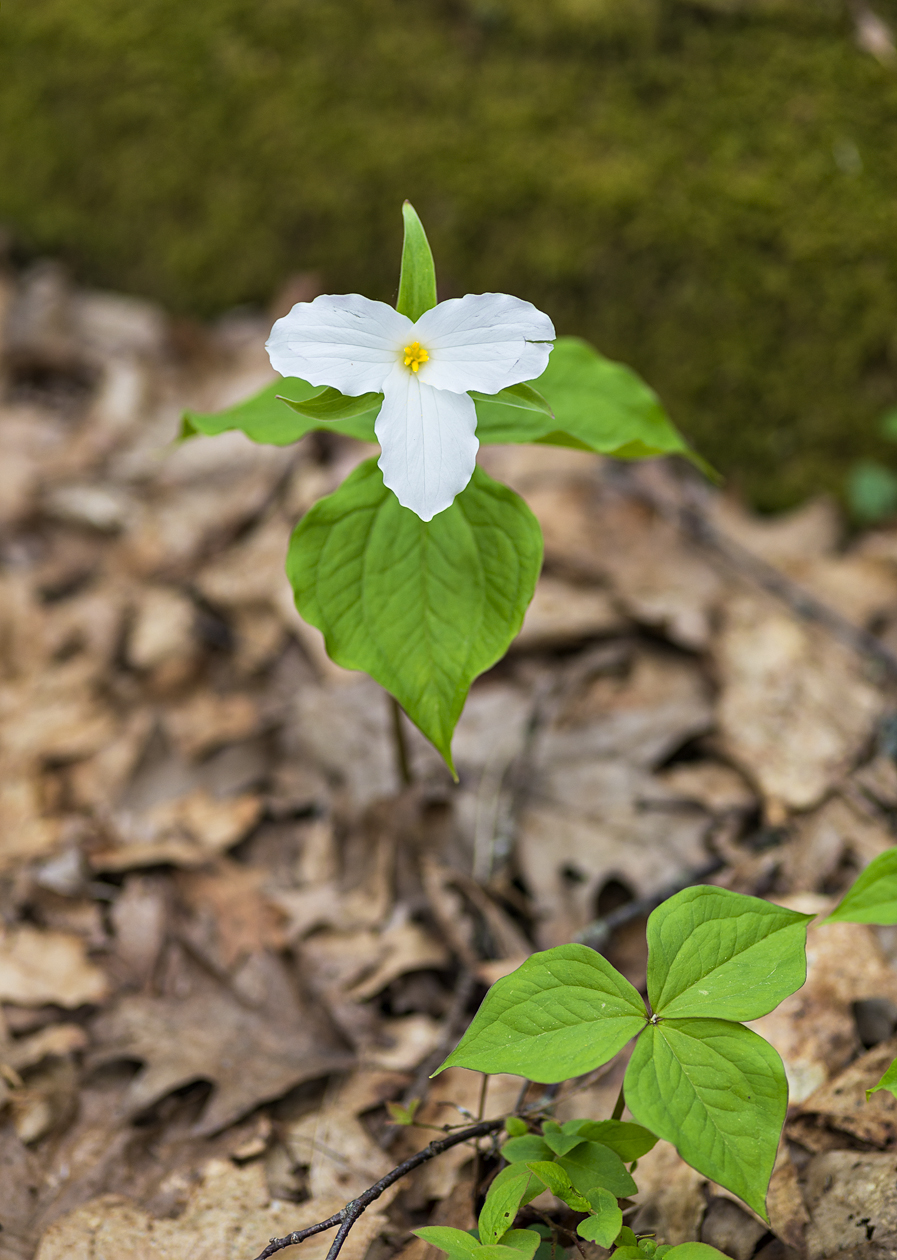Balsam Mountain Beauty II