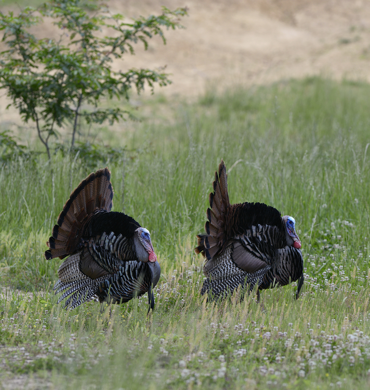 Barefaced Intentions