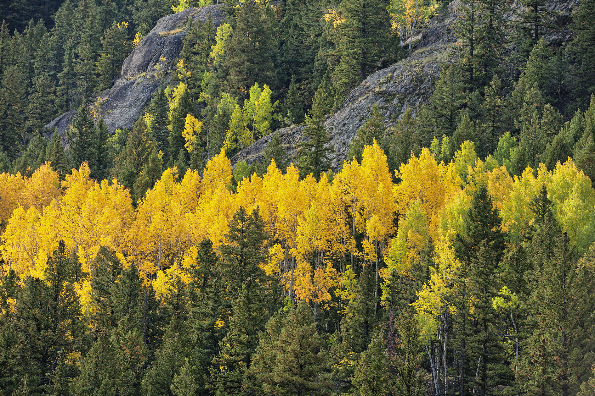 Barely Concealed Delight