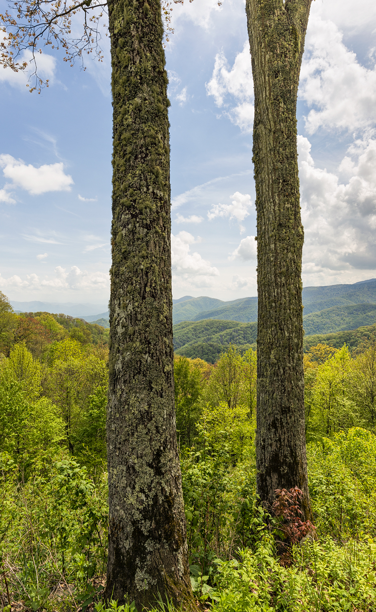 Barking Up the Right Tree
