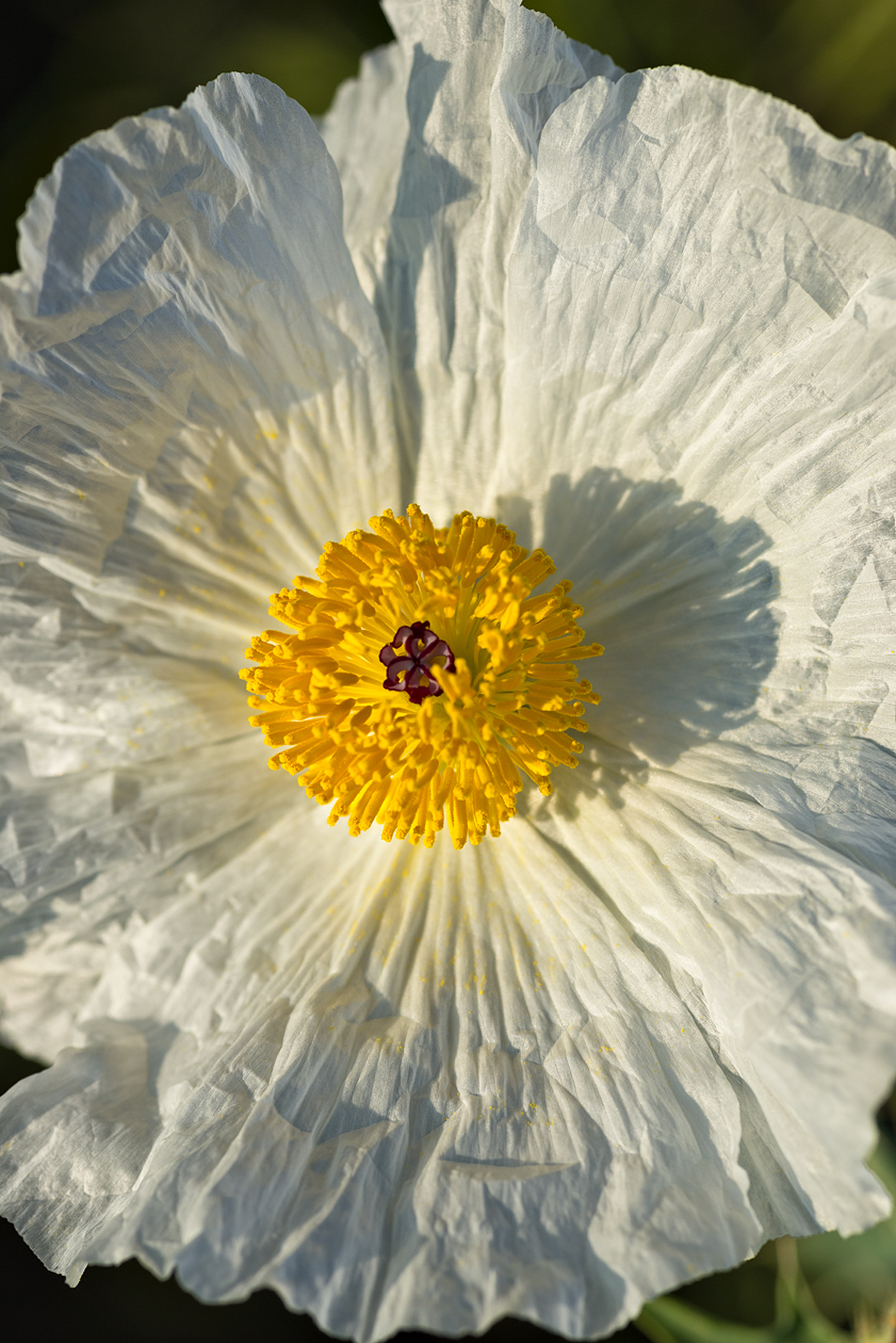 Beauty in a Wrinkled Skirt