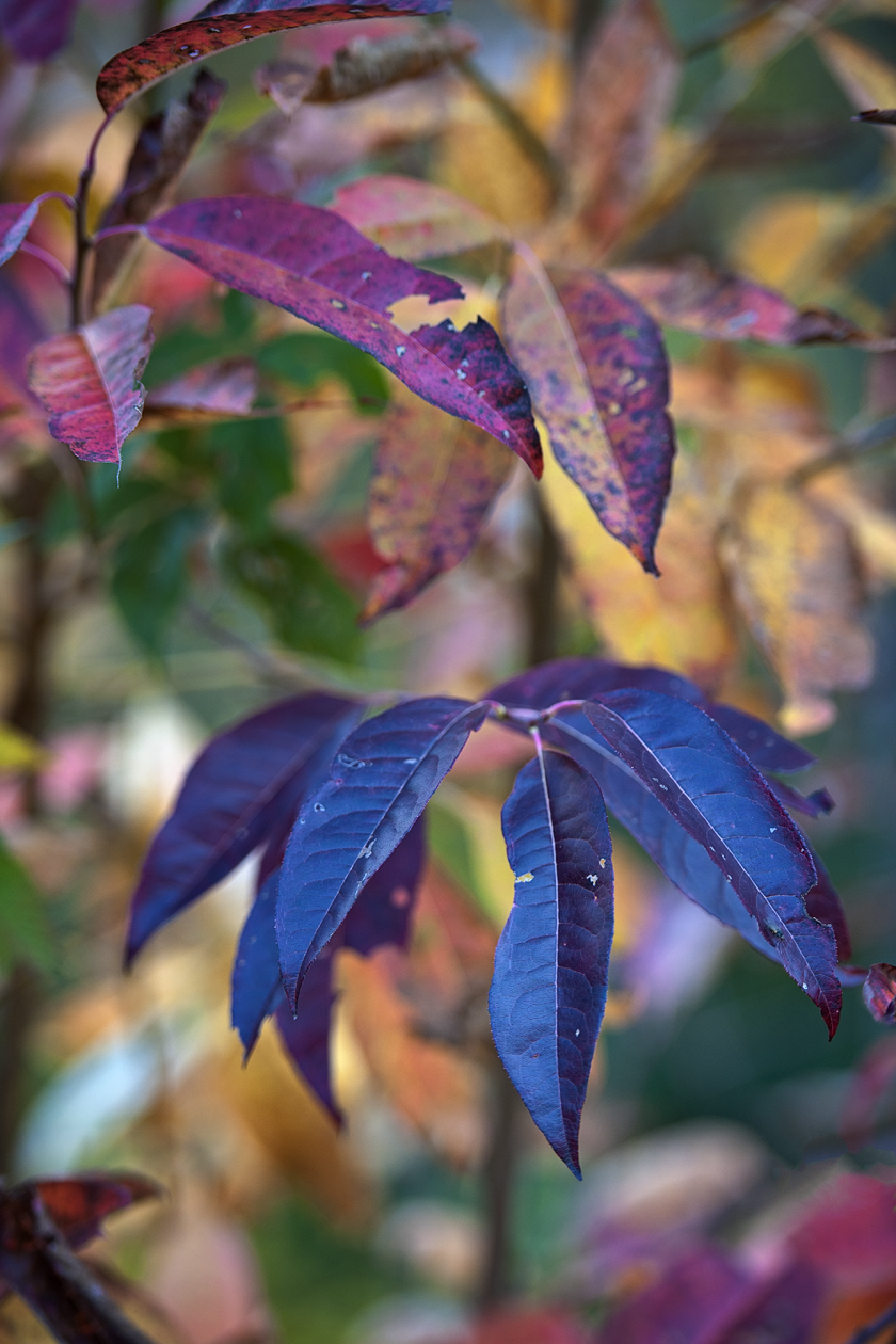 Before Kaleidoscopes