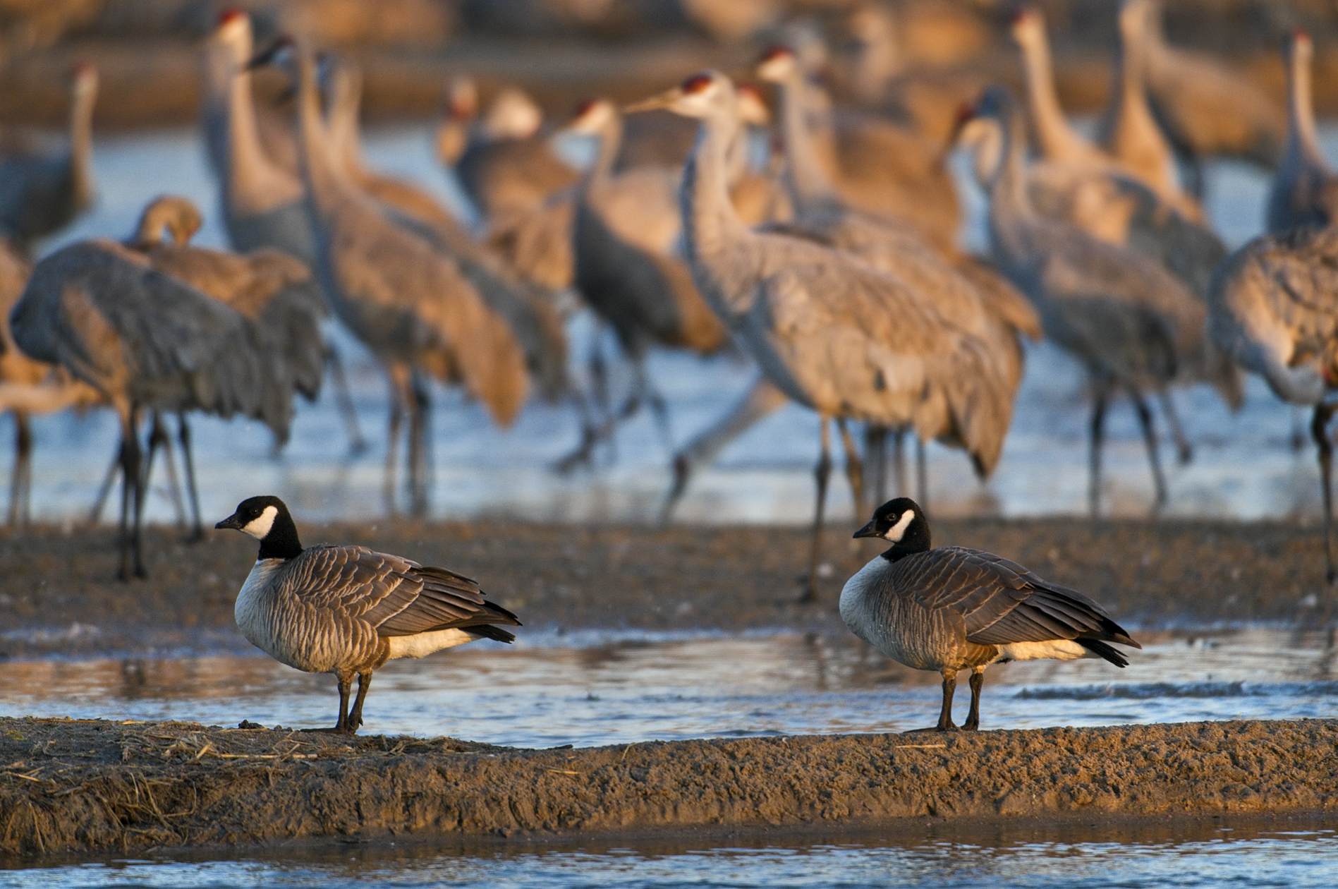 Bellied Up to the Bar