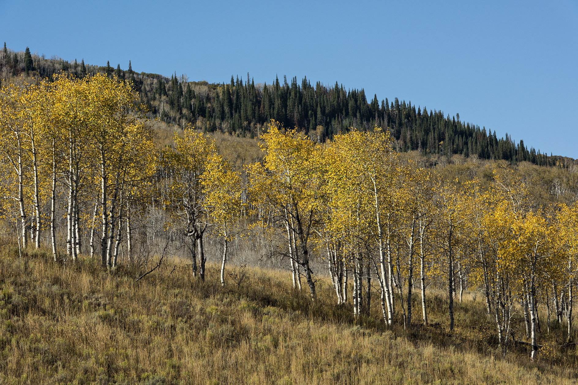 Below Battle Mountain