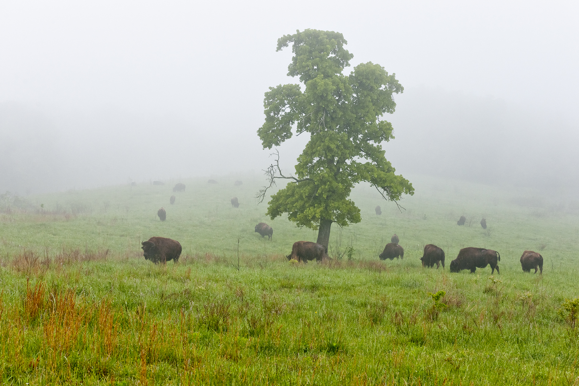 Blanketing the Meadow