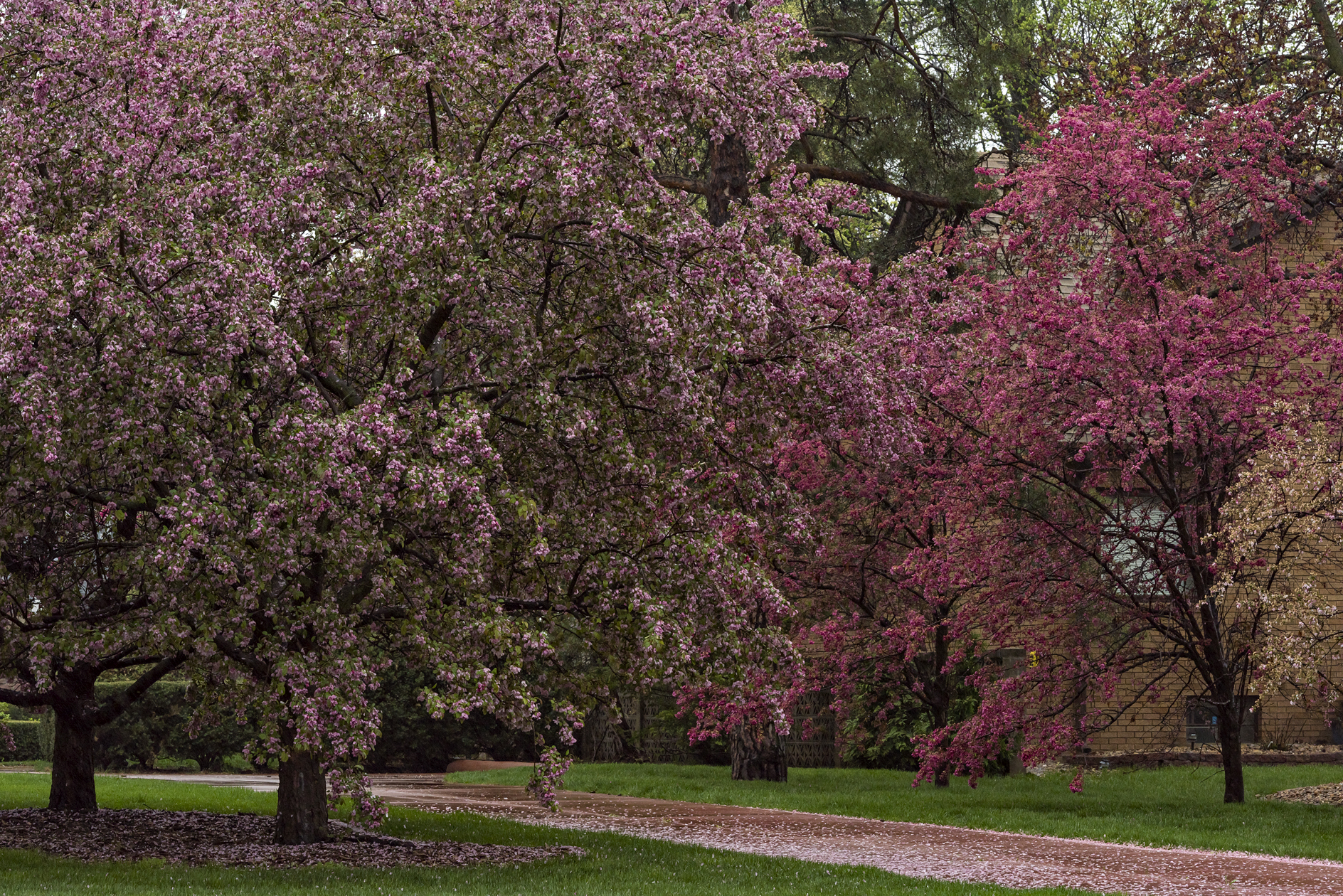 Blossoms in the Rain