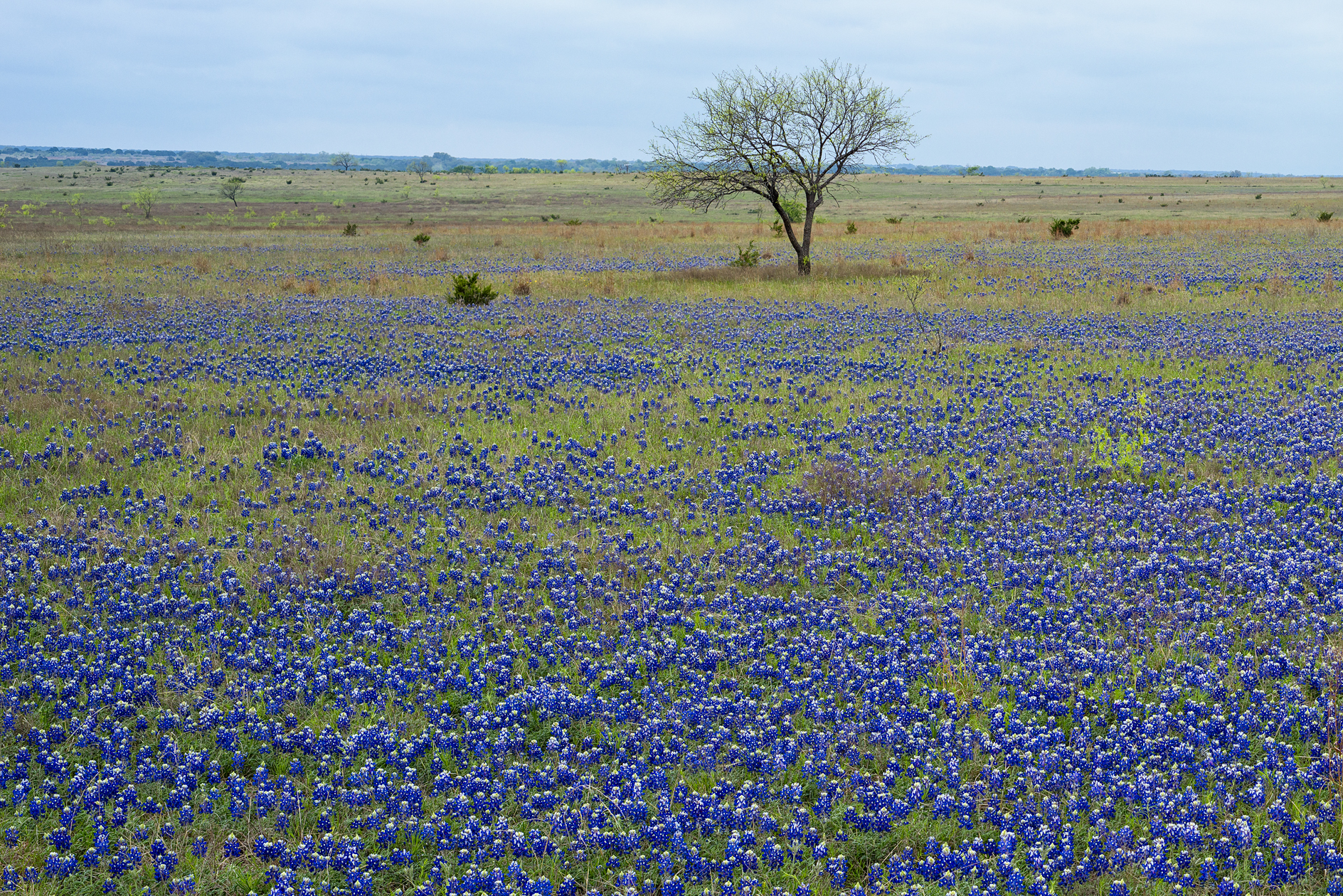 Bluebonnet Acres