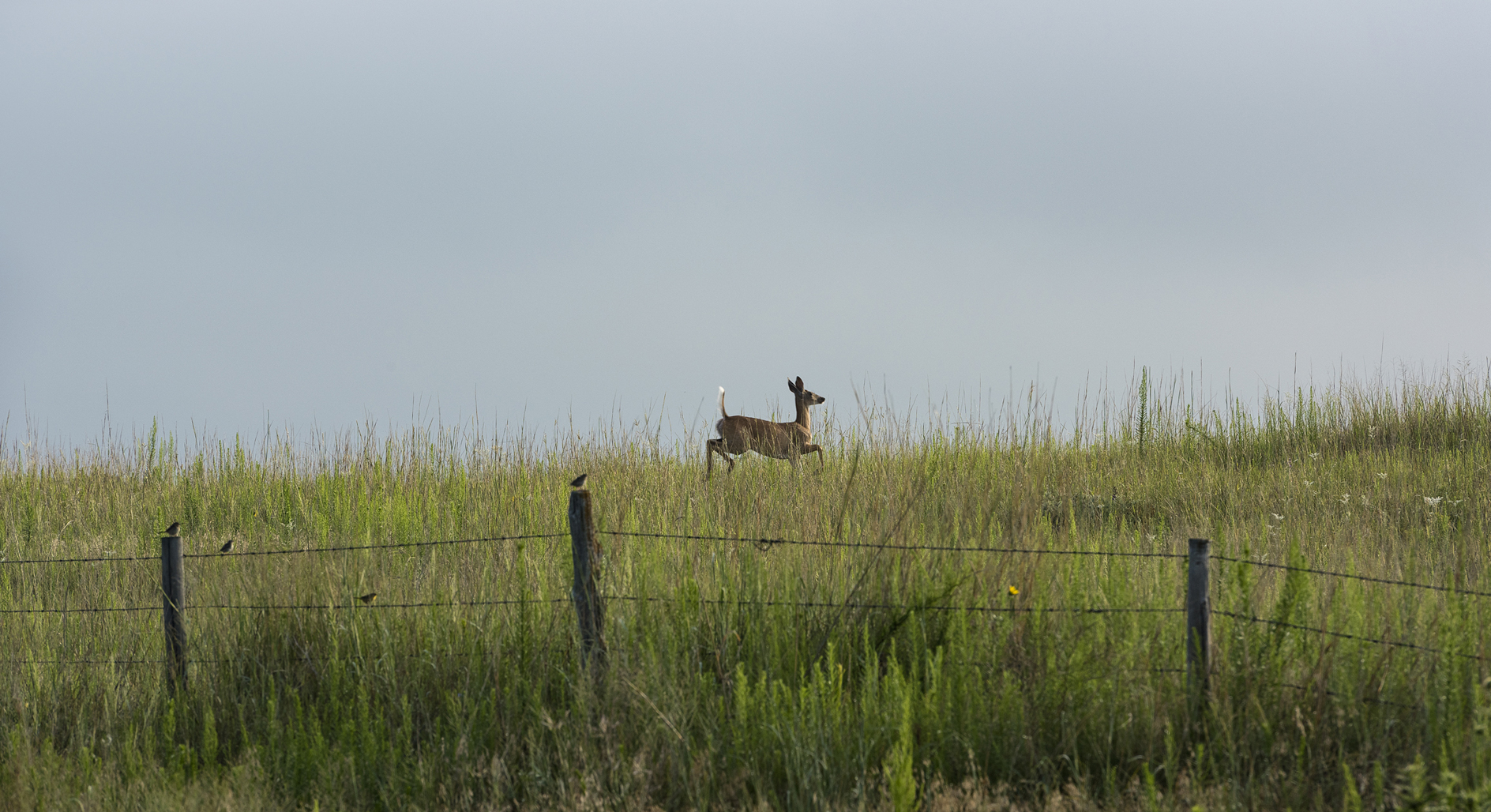 Bouncing through Morning