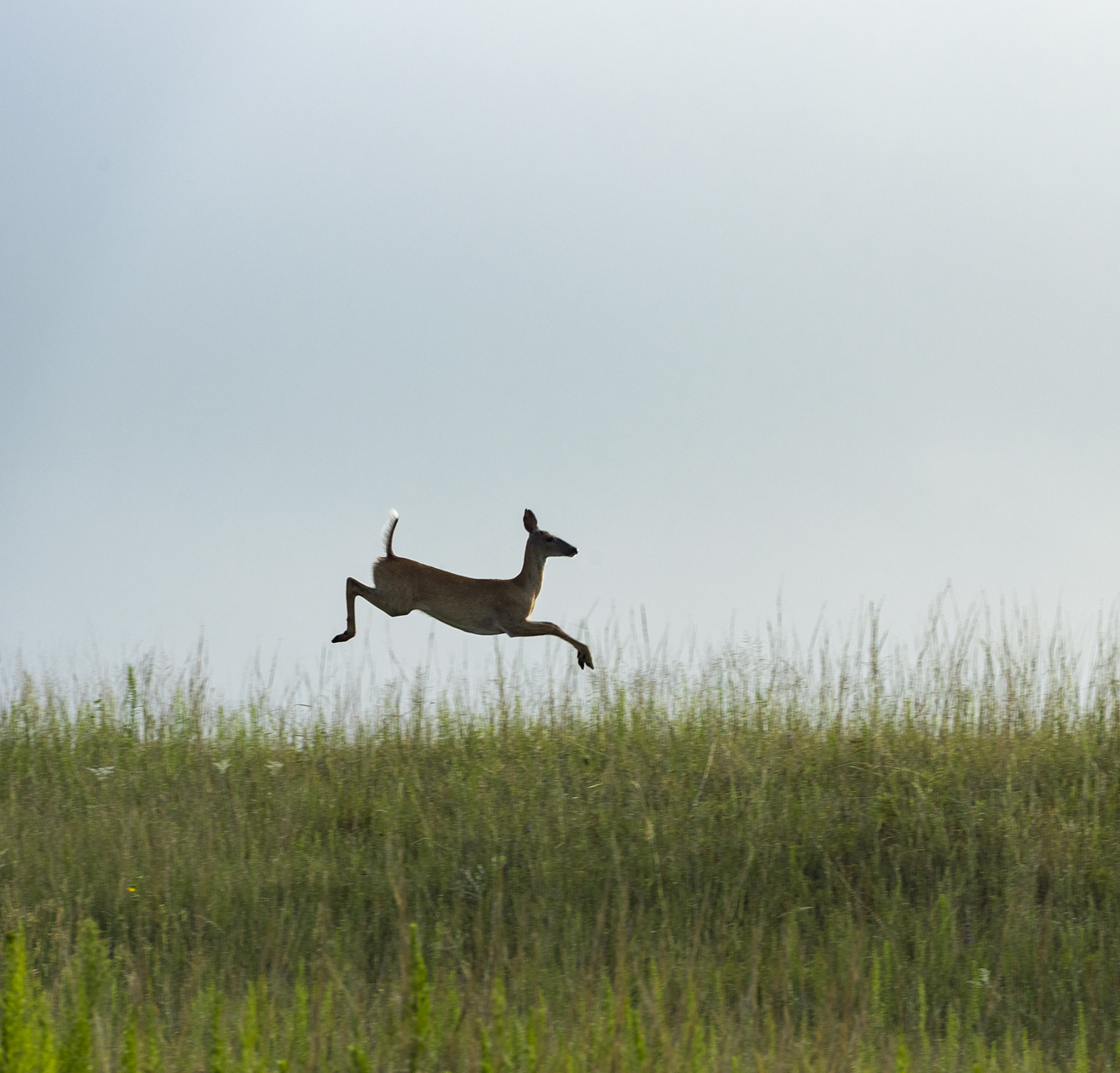 Bouncing through Morning II