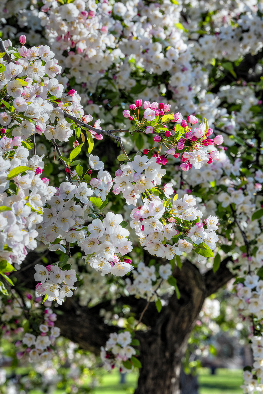 Bountiful Blossoms