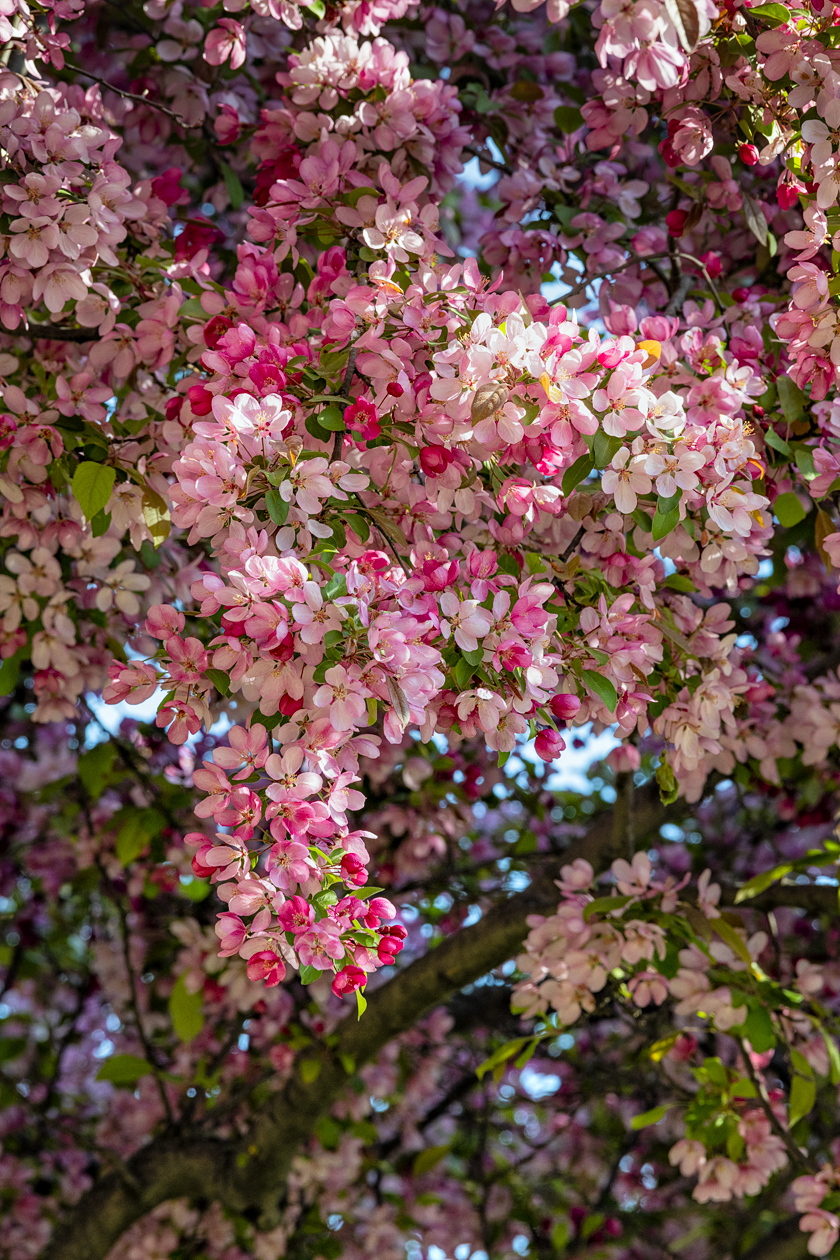 Bountiful Blossoms III