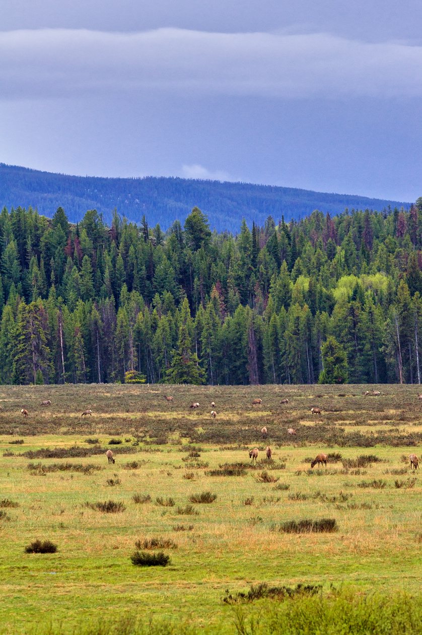 Breakfast on the Meadow