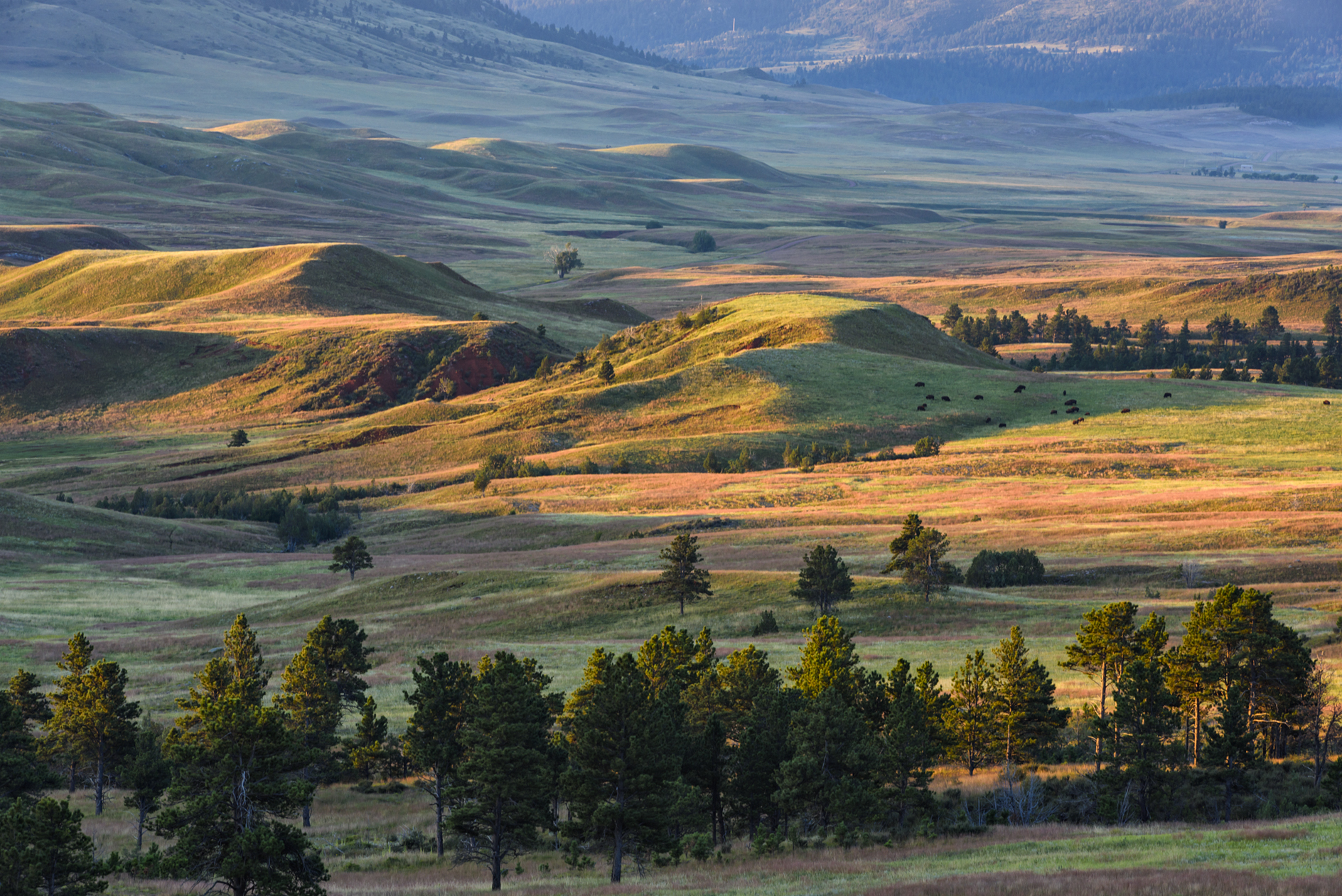 Breakfast with the Buffalo