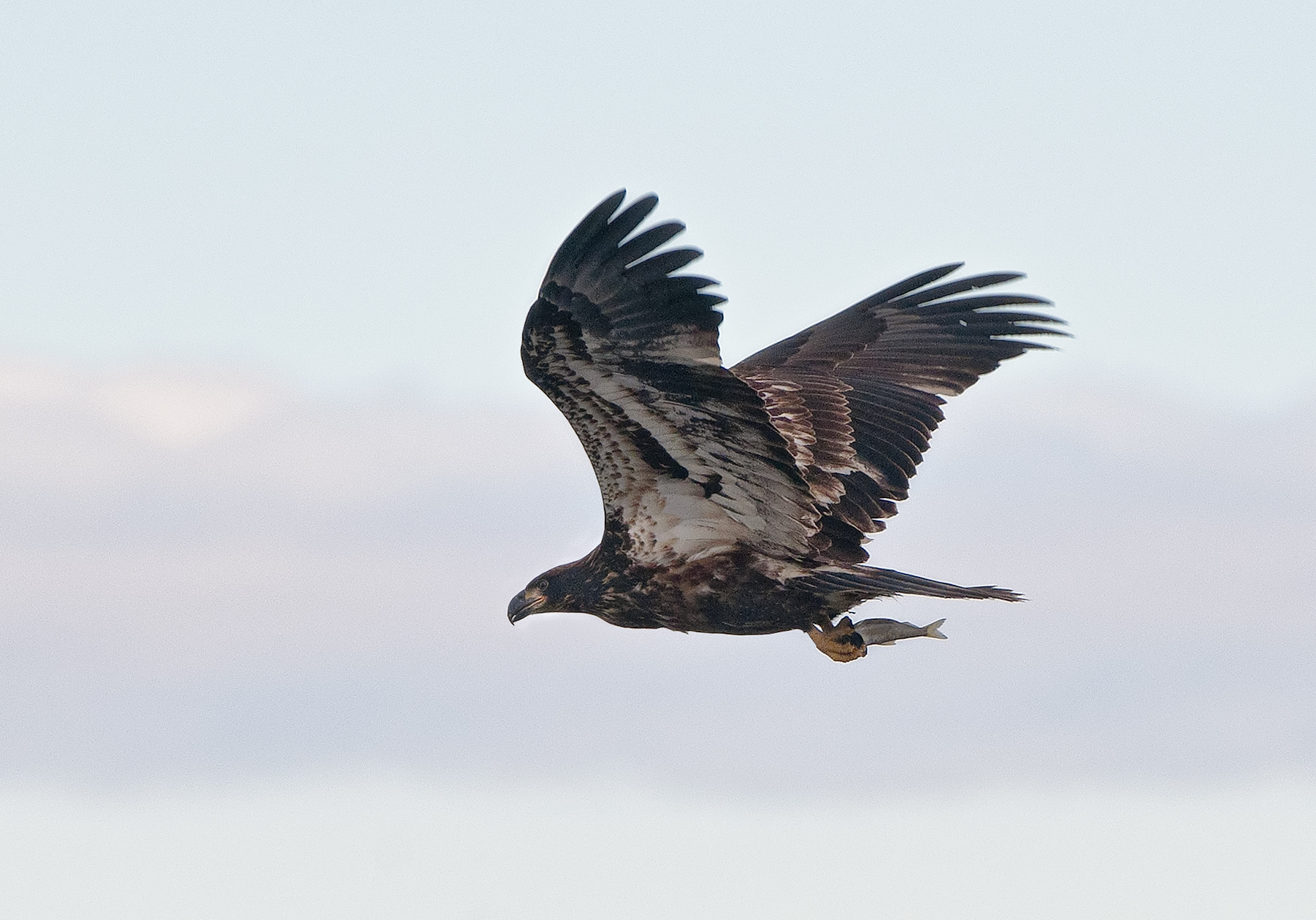 Bringing Home the Bacon