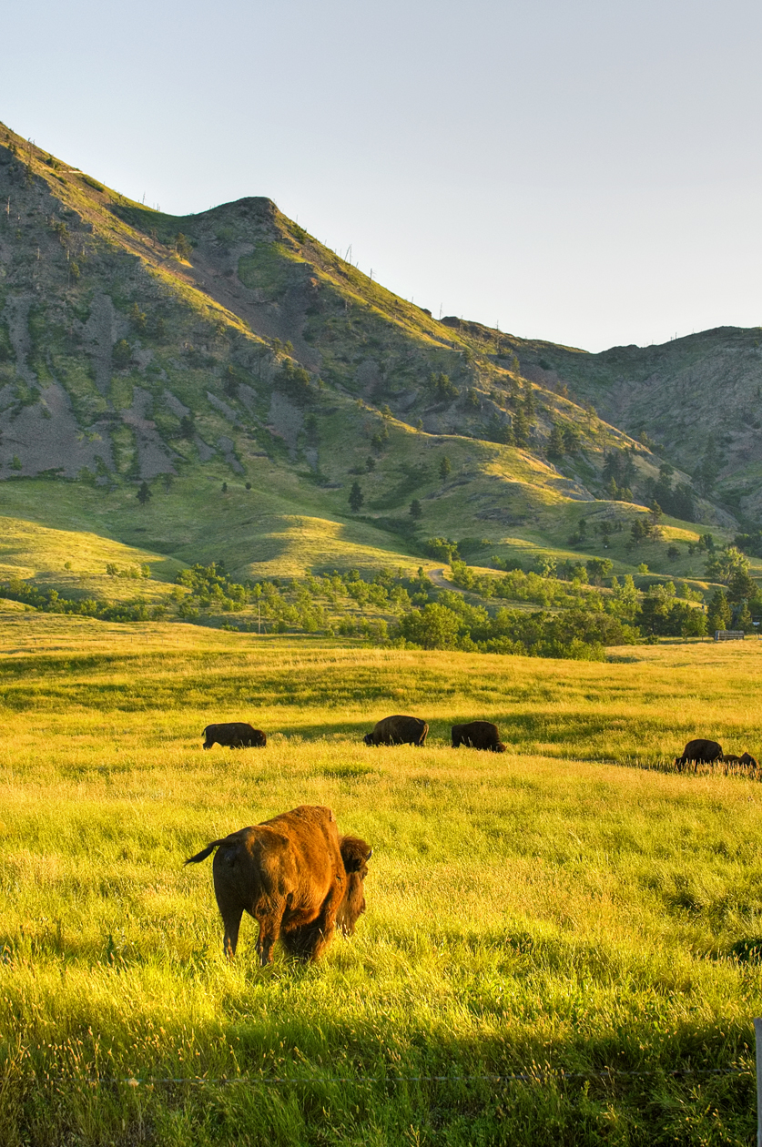 Bringing Up the Rear